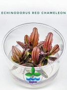 Echinodorus Red Chameleon TC CUP